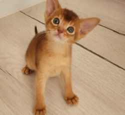 Adorable Abyssinian Kittens