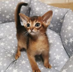 Abyssinian Kitten Available