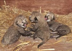 cheetah,fox,lions cubs for sale