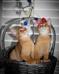 Two Abyssinian kittens For Sale