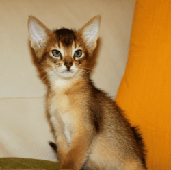 Abyssinian kittens from breeder, rudy and blue