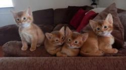 Abyssinian Male And Female Kittens For Sale