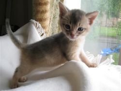 Well socialized Abyssinian kittens for good homes