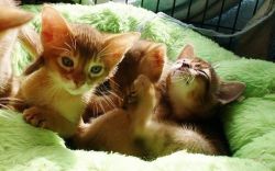 beautiful litter and healthy Abyssinian kittens