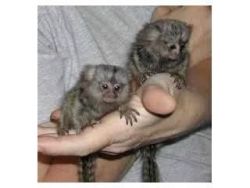 Pretty babies Marmoset Monkeys ready for coming