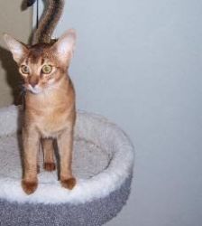 leave at 12 weeks Abyssinian