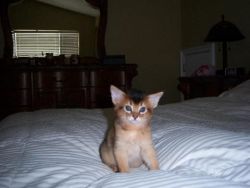 cooperative Abyssinian kittens Admired