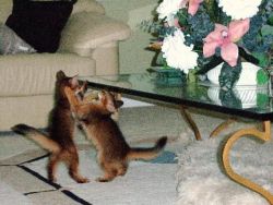 awesome Abyssinian kittens All there