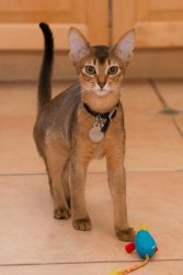 Purebreed Abyssinian kittens for sale