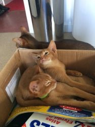 Abyssinian kittens available