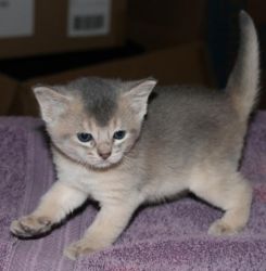 edwdfqd male and female Purebred Abyssinian kittens for sale..