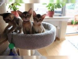 Adorable Abyssinian Kittens Ready For New Homes