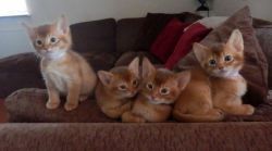 Abyssinian Male Kittens for adoption