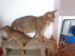 Abyssinian Kittens For Sale