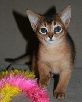 MALE AND FEMALE ABYSSINIAN KITTENS