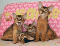 Charming Abyssinian Cats