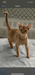 Purebred Male Kitten Abyssinian for Sale