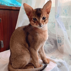 adzx charming male and female abyssinian kitten for sale