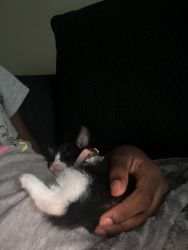 Oreo kitten for sale
