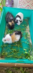 Four (4) male guinea pigs (can go in pairs)