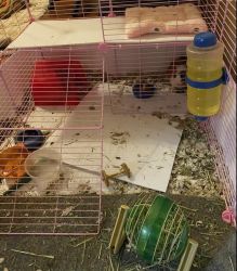 2 guinea pigs for sale (brothers)