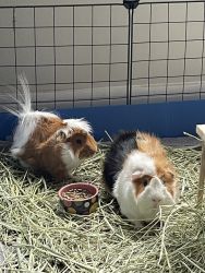 3 male guinea pigs