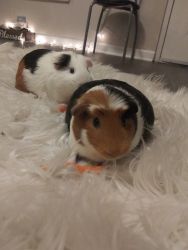 Gizma and Felipe 6 month old guineas
