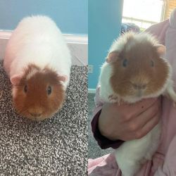 Need to find home for Guinea Pig