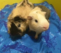 2 Male Guinea Pigs Father And Son 10$ Each