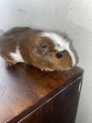 Looking for a home for 2 Guinea pigs