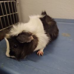 5 month old female guinea pig. Free
