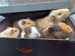 Mother guinea pig and her 4 babies need new home