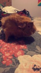 Rehoming Guinea pig named Ruby