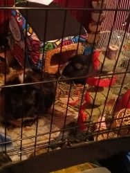 For sale 2 guinea pigs