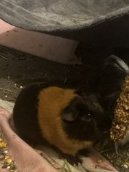 2 Guinea pigs and accessories