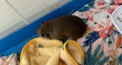 Guineapigs for sale