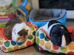 Sister guinea pigs