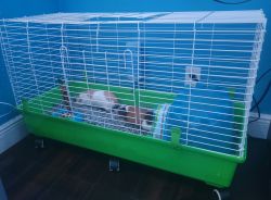 Two Female Guinea Pigs for free and Cage.