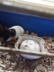 Guinea pig for sale female baby
