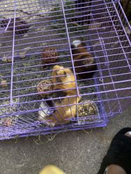 Two Abyssinian Guinea pig for sell