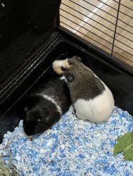 Two guinea pigs plus cage for free