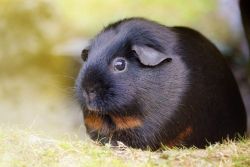 Black and Brown Guinea pig