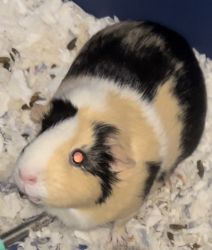 Two guniea pigs for sale