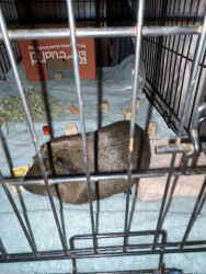 Guinea pig and cage for sale