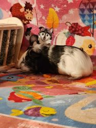 American Guinea pigs young healthy furbabies