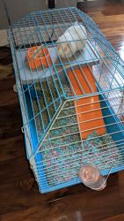2 year old guinea pig for sale