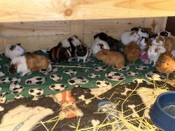 Selling many Guinea pigs