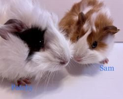 Young boy Guinea pigs for sale 20 for 1 30 for 2