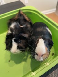Two Young male Guinea pigs