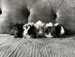 Guinea Pig Babies
